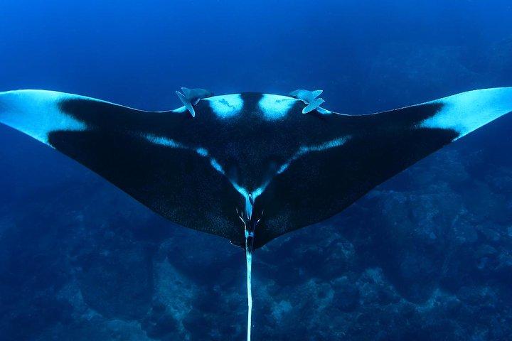 Full-Day Koh Bon Scuba Diving de Phuket