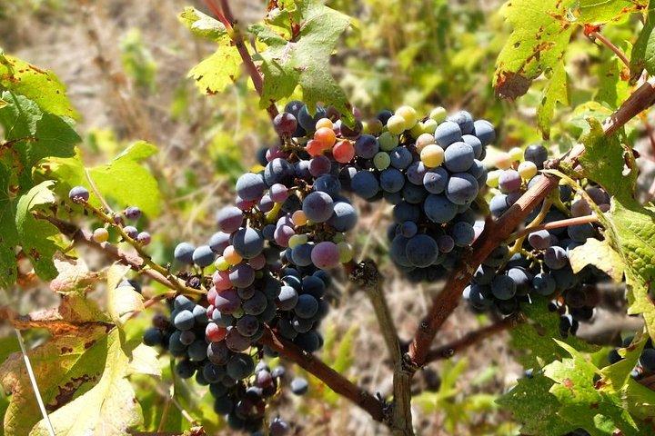 Vinälskares tur på Peljesac Peninsula