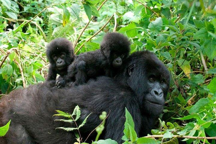 3 dages Bwindi Gorilla Trekking tour