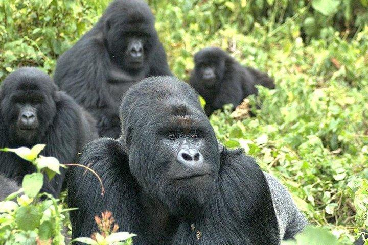 5-dages Rwanda gorilla og Lake Kivu Safari