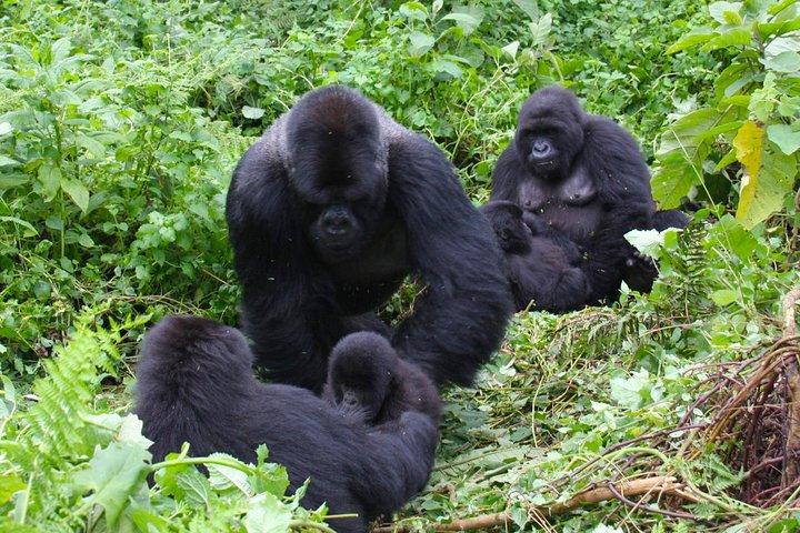 3-dages bwindi gorilla flyver i safari
