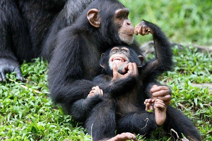 Escursione di cinque giorni a Queen Elizabeth e Kibale Forest Chimp