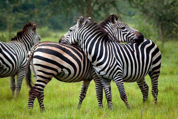 4 Tage Königin Elizabeth & Lake Mburo Savanne Safari