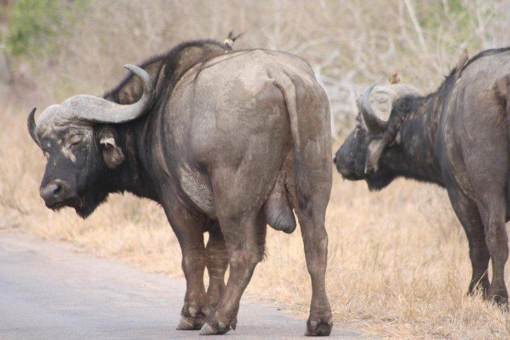 Kruger National Park One Day Safari från Johannesburg
