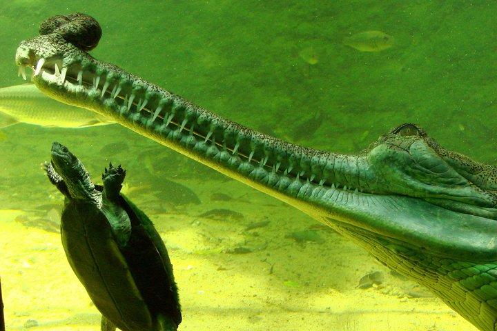 Visite privée de Madras Crocodile Bank au départ de Mahabalipuram