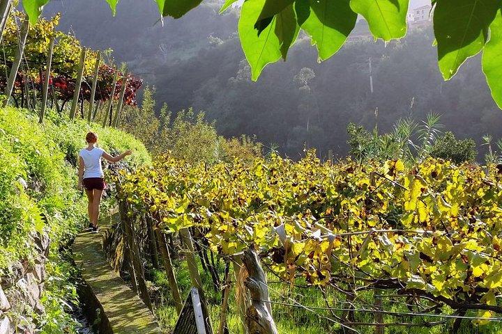 Full-Day Madeira Vinprovning med lunch