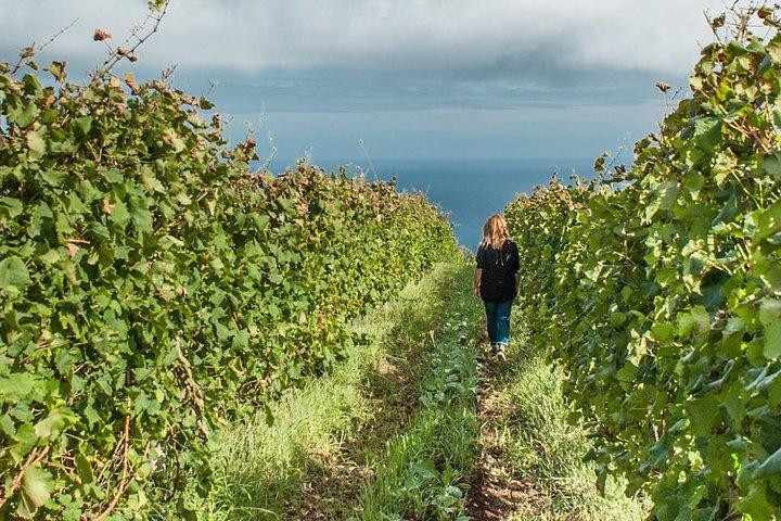 Full-Day Madeira Vinprovning med lunch