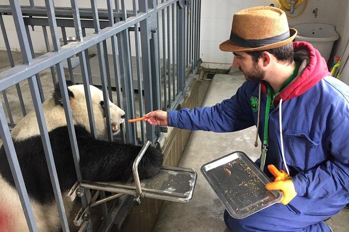 Programma di volontariato di base di Wolong Panda da Chengdu