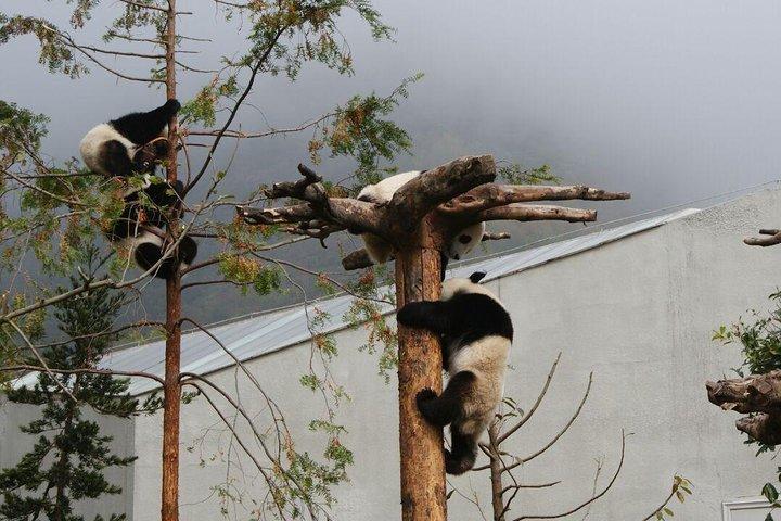 Programma di volontariato di base di Wolong Panda da Chengdu