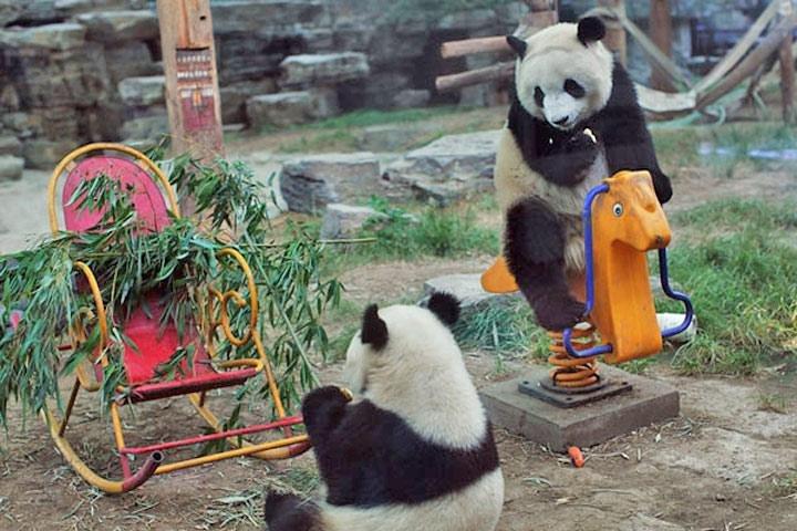 Private Day Tour: Chengdu Panda og Leshan Buddha
