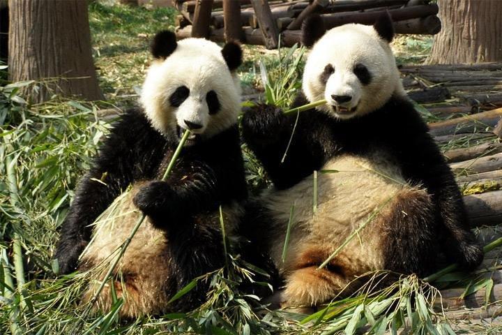 Private Day Tour: Dujiangyan Panda Base Frivilligt arbejde fra Chengdu