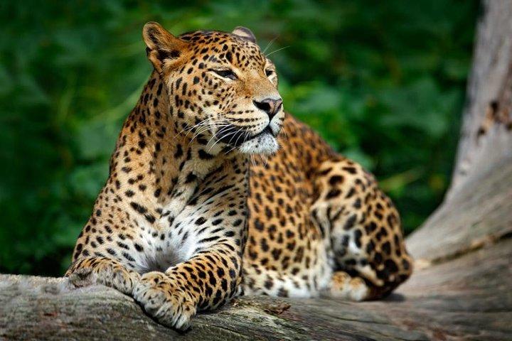 Wilde Wunder und versteckte Tempel von Hikkaduwa (2 Tage)