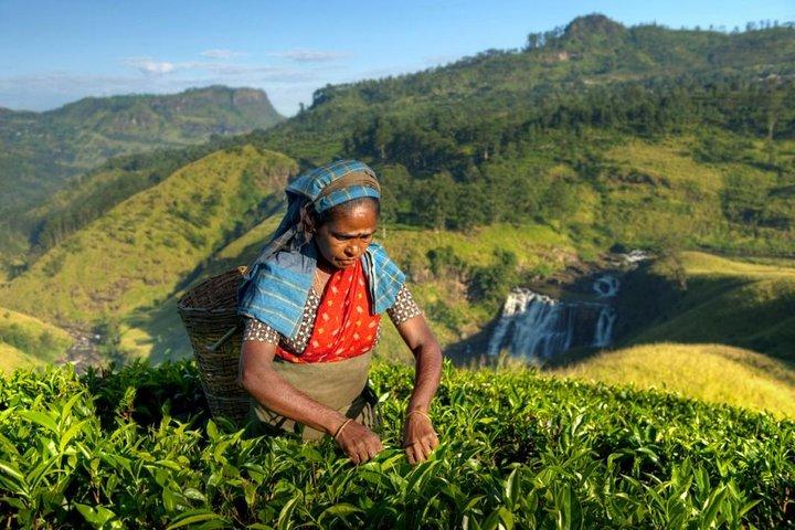 Nuwara Eliya da Negombo (2 giorni)