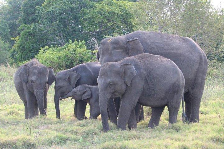 ヒッカドゥワからの野生生物と世界遺産ツアー（2日間）