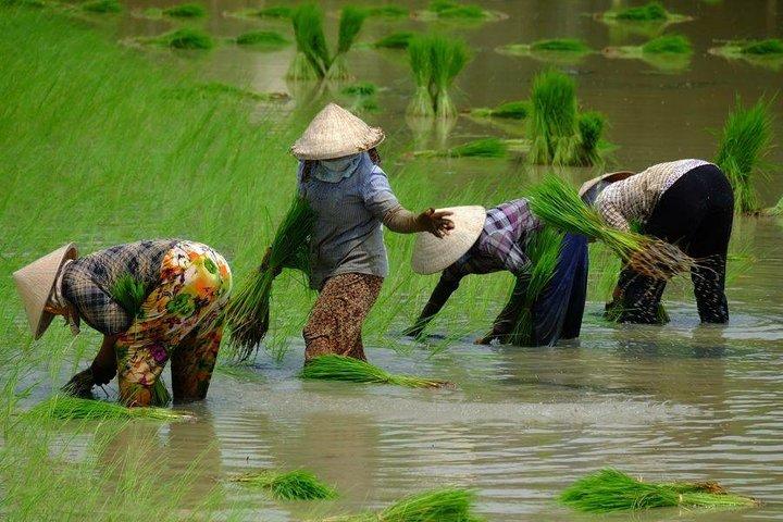 2-dages privat tur til Mekongdeltaet og flyvende markeder