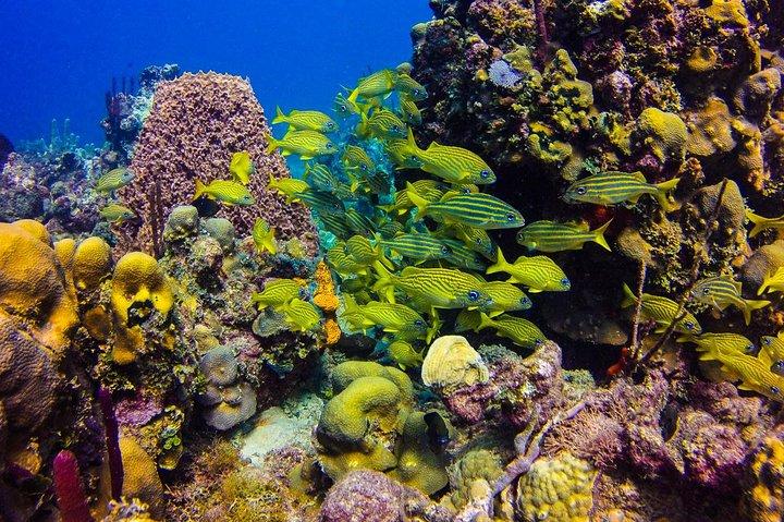 Full-Day Catalina Island Scuba Diving Tour fra Punta Cana