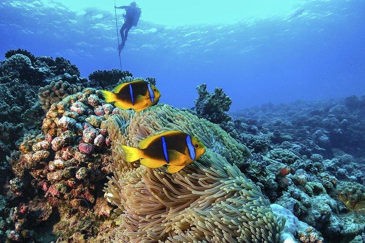Full-Day Catalina Island Scuba Diving Tour fra La Romana