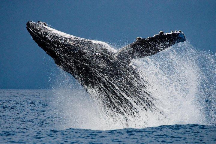 Excursion d'observation des baleines à bosse à Cabo San Lucas