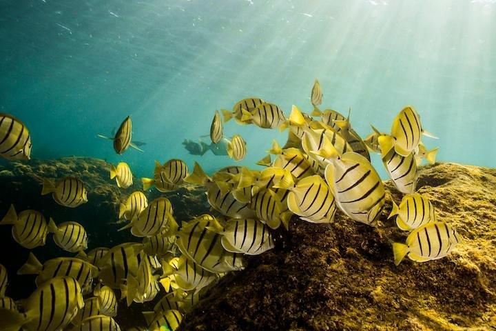 Tour privato con snorkeling a Cabo San Lucas