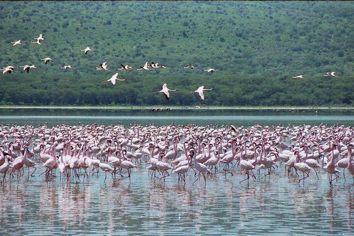 Excursion d'une journée au parc national du Lac Nakuru au départ de Nairobi