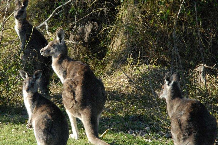 ワイルド・カンガルーと一緒に歩くシドニーからの半日旅行
