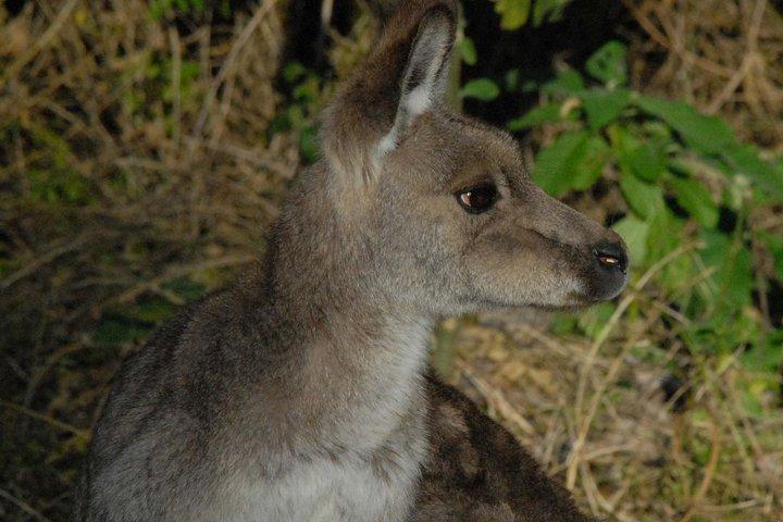 ワイルド・カンガルーと一緒に歩くシドニーからの半日旅行
