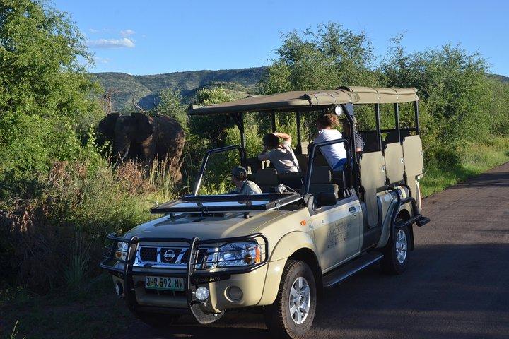 Safári particular de 3 horas no Parque Nacional de Pilanesberg