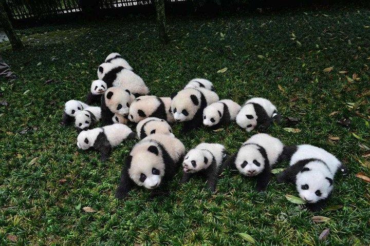 Tour di 1 giorno del programma di volontariato di Dujiangyan Panda Base da Chengdu