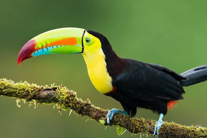 Excursion guidée tout compris de 7 jours dans la jungle au départ de Iquitos au Maniti Eco-Lodge