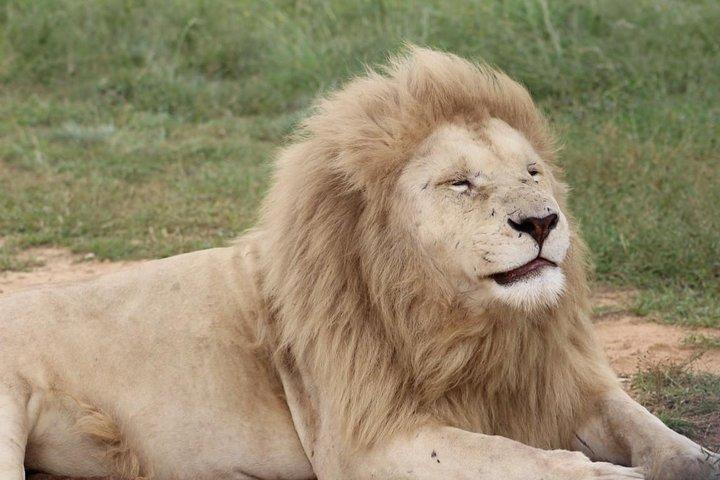Humankindens vugge og Lion og Safari Park Tour fra Johannesburg eller Pretoria