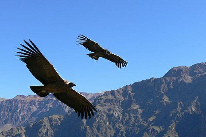 2 dage 1 nat Colca Canyon tur, der slutter i Puno