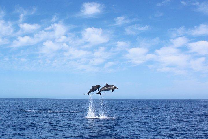 Whale and Dolphin Watching Tour på Madeira