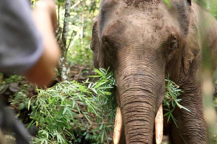 2-dages Kindred Spirit Elephant Sanctuary i Chiang Mai