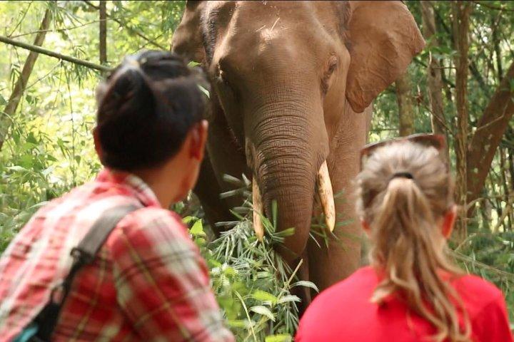3-dages Kindred Spirit Elephant Sanctuary Chiang Mai