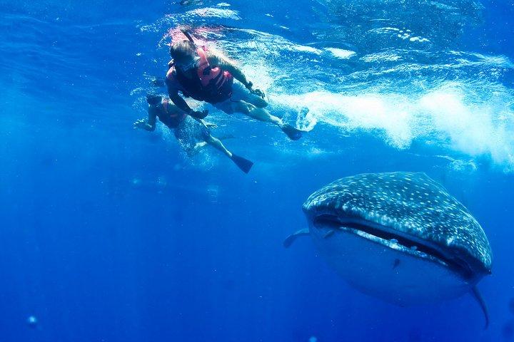 ジンベエザメの水泳とムヘーレス島ビーチ ツアー