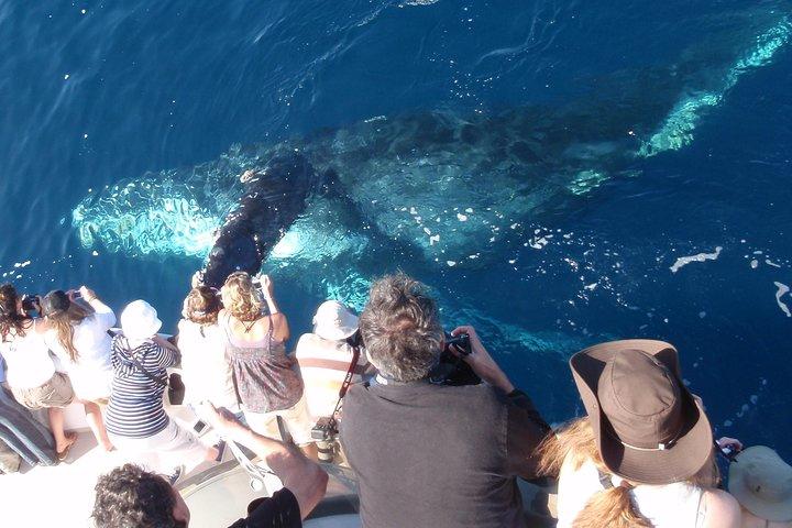 Crociera per osservare delfini e balene a Newport Beach
