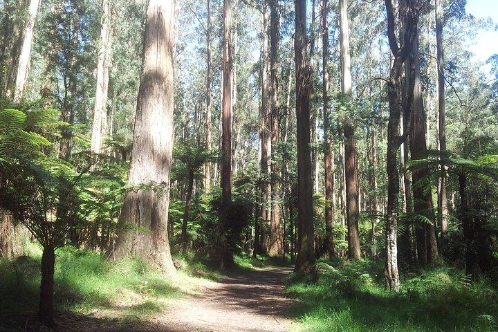 Visite privée d'une journée à Dandenong Ranges