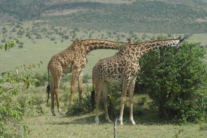 3 dias de safári de migração Maasai mara da cidade de Mombasa