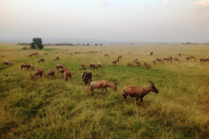 Parc de Nairobi, oiseaux steamark, centre Girraffe et bomas