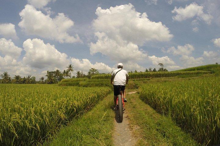 Elcykeltur i Ubud