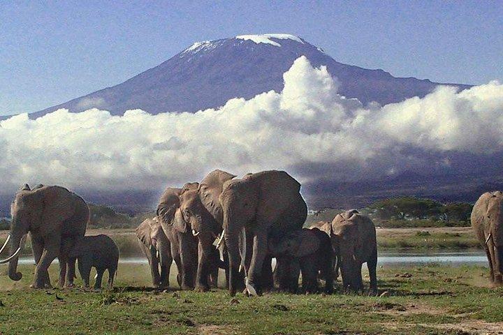 2 jours de safari dans le parc national d'Amboseli - départ quotidien garanti