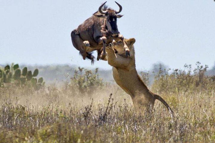 8-dagars bästa av Kenya Wildlife Private Safari