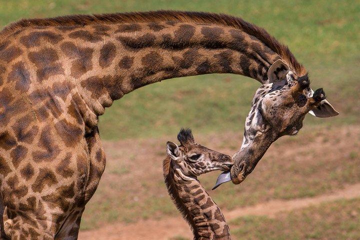キリン センターとデビッド シェルドリック象の孤児院ツアー