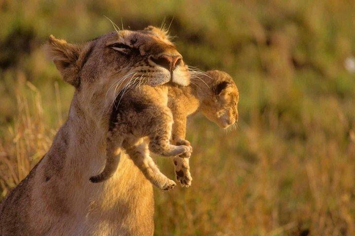 5 Day Masai Mara Budget Tented Camping Safari from Nairobi