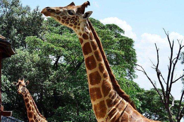 Excursion d'une demi-journée au Giraffe Center, au départ de Nairobi