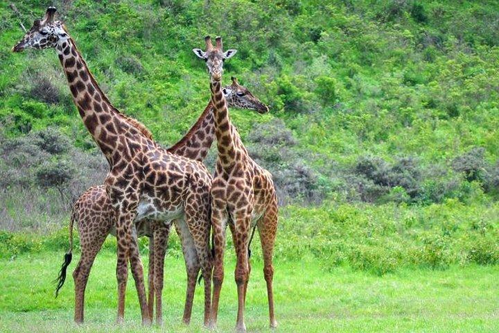 Tour guidato di Arusha National Park da Arusha