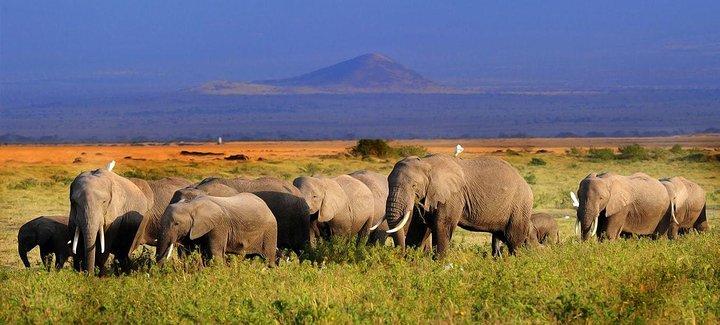 Meilleur safari animalier de 5 jours: Safari privé dans le parc national d'Amboseli et de Tsavo Ouest