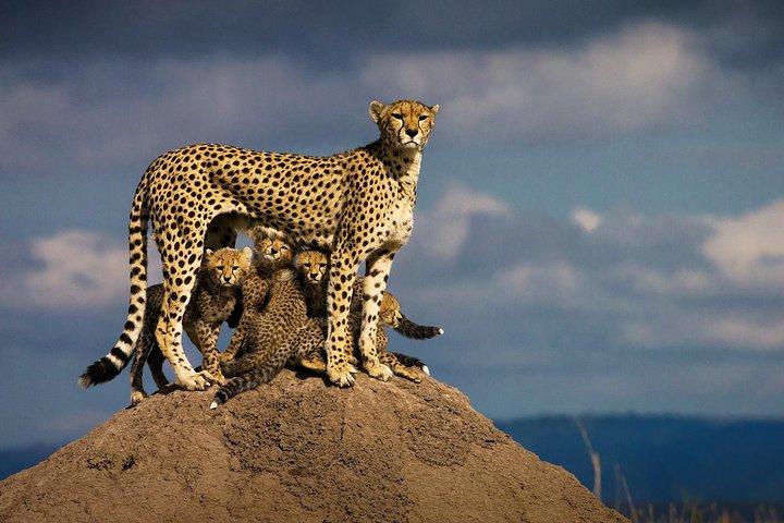 3 dagars Masai Mara Safari flygpaket