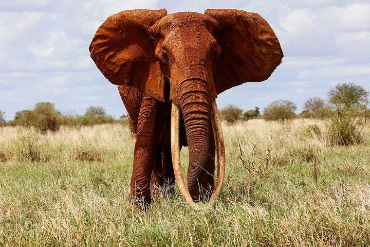 Tour privé de 5 jours à Amboseli Tsavo Ouest et au parc national de Tsavo Est