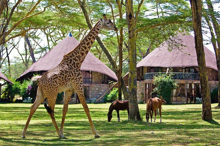 Safari de luxe de 5 jours à Hell's Gate, L. Naivasha, L. Nakuru et Masai Mara